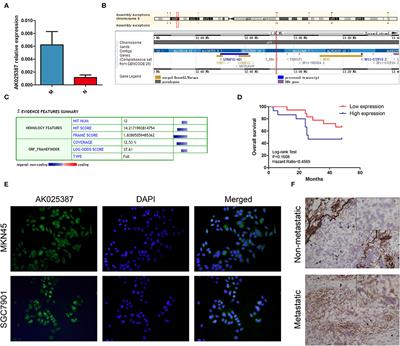 Long Non-coding RNA AK025387 Promotes Cell Migration and Invasion of Gastric Cancer